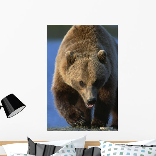 Portrait Of Grizzly Walking Forward Wall Mural