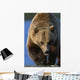 Portrait Of Grizzly Walking Forward Wall Mural