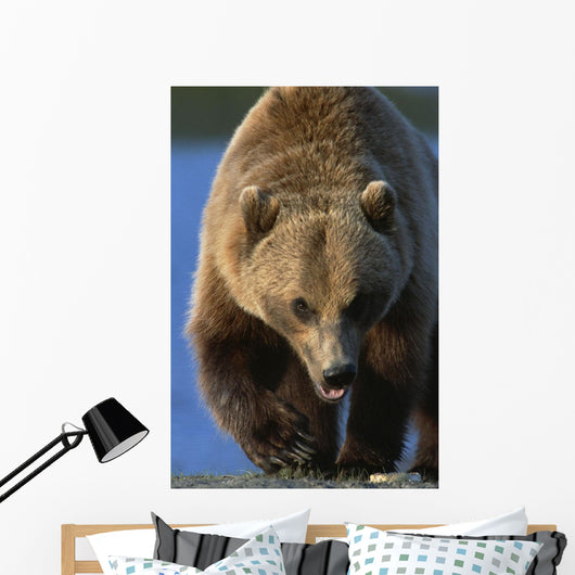 Portrait Of Grizzly Walking Forward Wall Mural