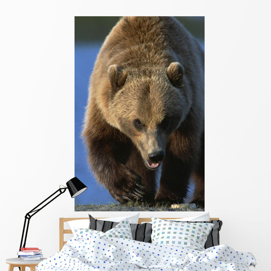 Portrait Of Grizzly Walking Forward Wall Mural