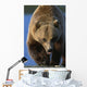 Portrait Of Grizzly Walking Forward Wall Mural
