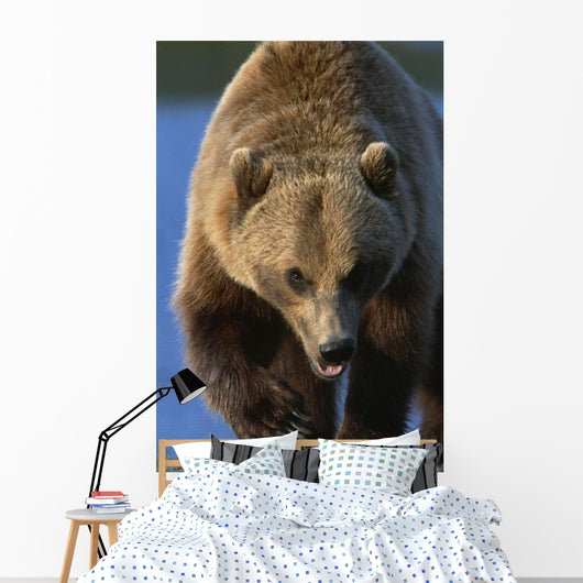 Portrait Of Grizzly Walking Forward Wall Mural