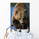 Portrait Of Grizzly Walking Forward Wall Mural