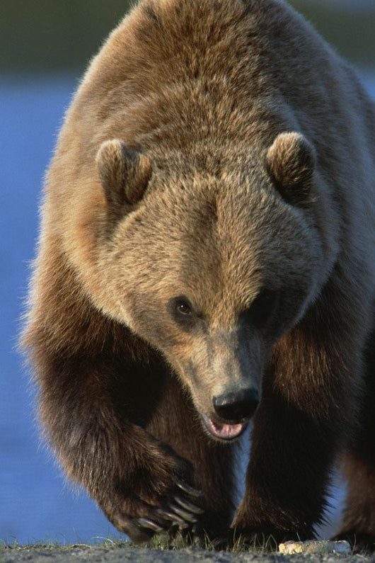 Portrait Of Grizzly Walking Forward Wall Mural
