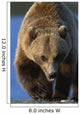 Portrait Of Grizzly Walking Forward Wall Mural