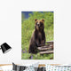Brown Bear Standing Upright Wall Mural