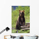 Brown Bear Standing Upright Wall Mural
