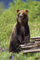 Brown Bear Standing Upright Wall Mural