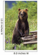 Brown Bear Standing Upright Wall Mural