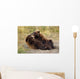 Adolescent Brown Bears Wrestling Together Wall Mural