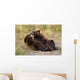 Adolescent Brown Bears Wrestling Together Wall Mural