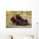 Adolescent Brown Bears Wrestling Together Wall Mural