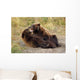 Adolescent Brown Bears Wrestling Together Wall Mural