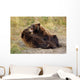 Adolescent Brown Bears Wrestling Together Wall Mural