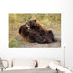Adolescent Brown Bears Wrestling Together Wall Mural