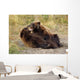 Adolescent Brown Bears Wrestling Together Wall Mural