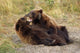 Adolescent Brown Bears Wrestling Together Wall Mural