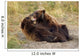 Adolescent Brown Bears Wrestling Together Wall Mural