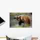 Brown Bear W/Mouth Full Of Grass Wall Mural