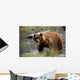 Brown Bear W/Mouth Full Of Grass Wall Mural