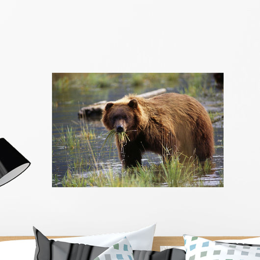 Brown Bear W/Mouth Full Of Grass Wall Mural