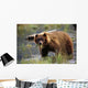 Brown Bear W/Mouth Full Of Grass Wall Mural