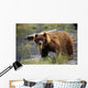 Brown Bear W/Mouth Full Of Grass Wall Mural