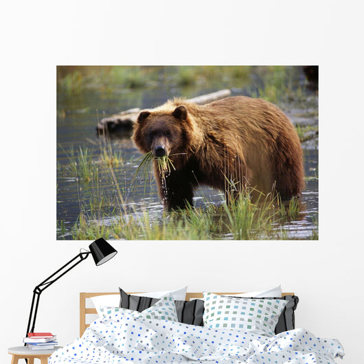Brown Bear W/Mouth Full Of Grass Wall Mural