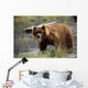 Brown Bear W/Mouth Full Of Grass Wall Mural