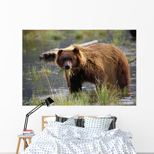 Brown Bear W/Mouth Full Of Grass Wall Mural