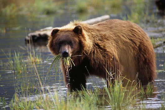 Brown Bear W/Mouth Full Of Grass Wall Mural