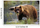 Brown Bear W/Mouth Full Of Grass Wall Mural