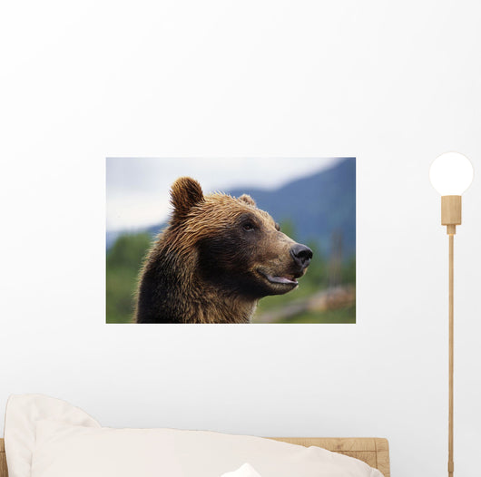 Closeup Of Brown Bears Head And Face Wall Mural