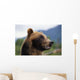Closeup Of Brown Bears Head And Face Wall Mural