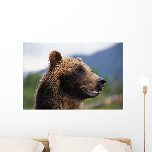 Closeup Of Brown Bears Head And Face Wall Mural