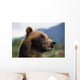 Closeup Of Brown Bears Head And Face Wall Mural