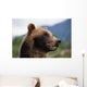 Closeup Of Brown Bears Head And Face Wall Mural