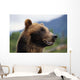 Closeup Of Brown Bears Head And Face Wall Mural