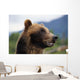Closeup Of Brown Bears Head And Face Wall Mural