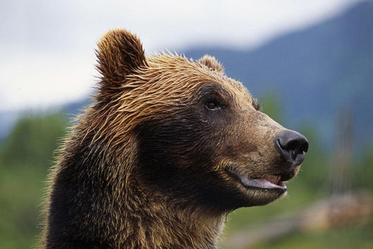 Closeup Of Brown Bears Head And Face Wall Mural