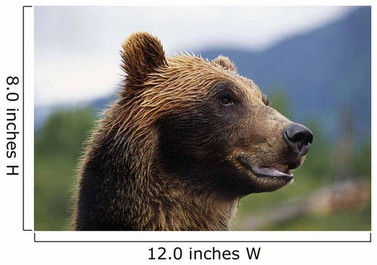 Closeup Of Brown Bears Head And Face Wall Mural