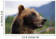 Closeup Of Brown Bears Head And Face Wall Mural