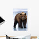 Adolescent Brown Bear Standing Wall Mural