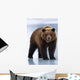Adolescent Brown Bear Standing Wall Mural