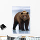 Adolescent Brown Bear Standing Wall Mural