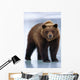 Adolescent Brown Bear Standing Wall Mural