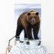 Adolescent Brown Bear Standing Wall Mural