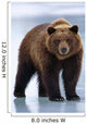 Adolescent Brown Bear Standing Wall Mural