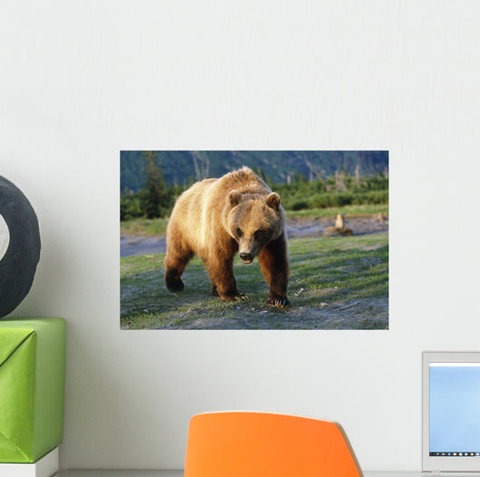 Captive Brown Bear Walking Wall Mural