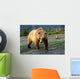 Captive Brown Bear Walking Wall Mural